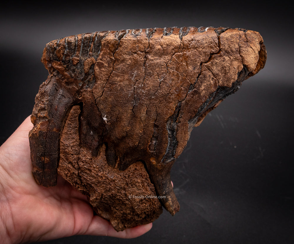 Rooted Mammoth Tooth in a Jaw from Siberia