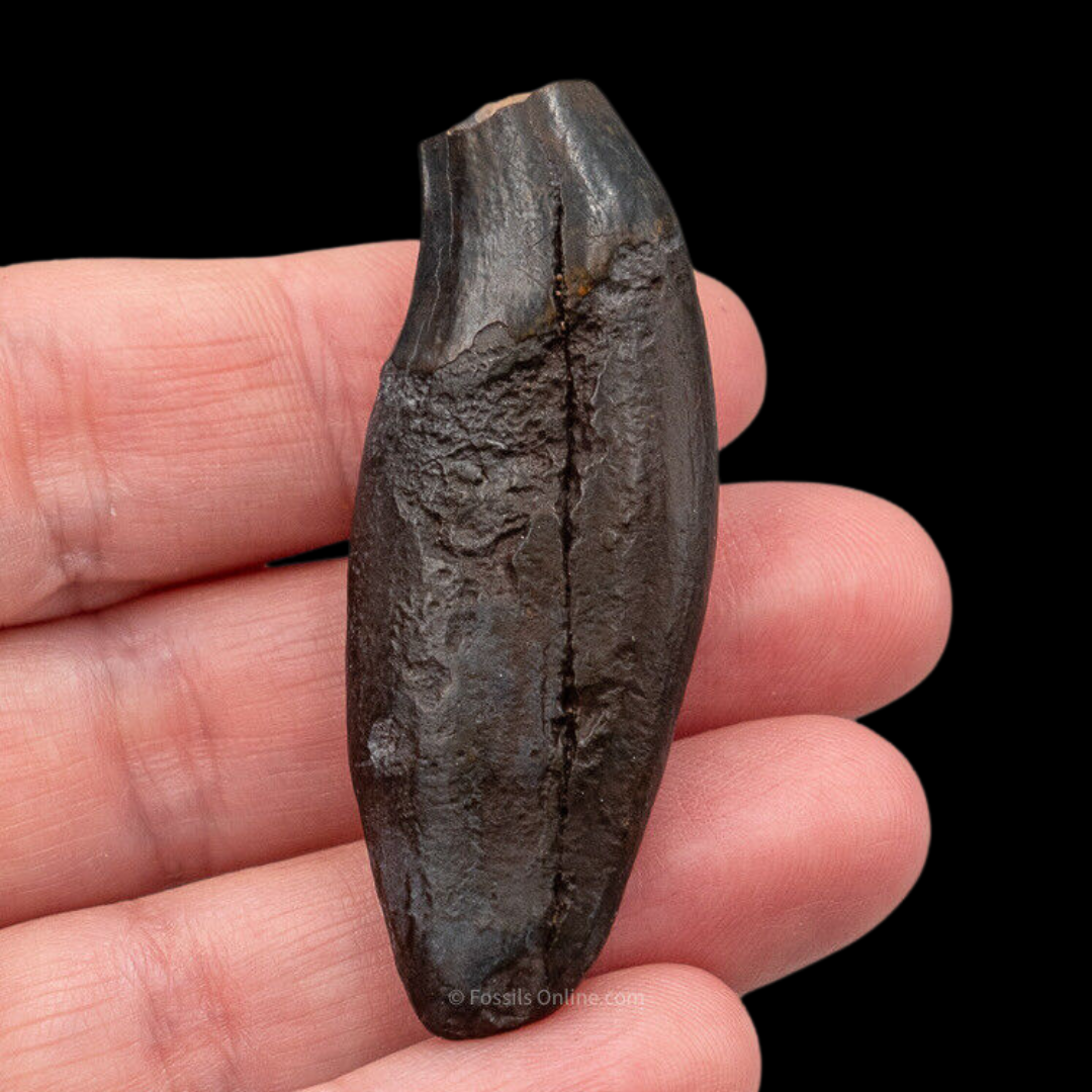 Fossil Bear Canine Florida Fossils