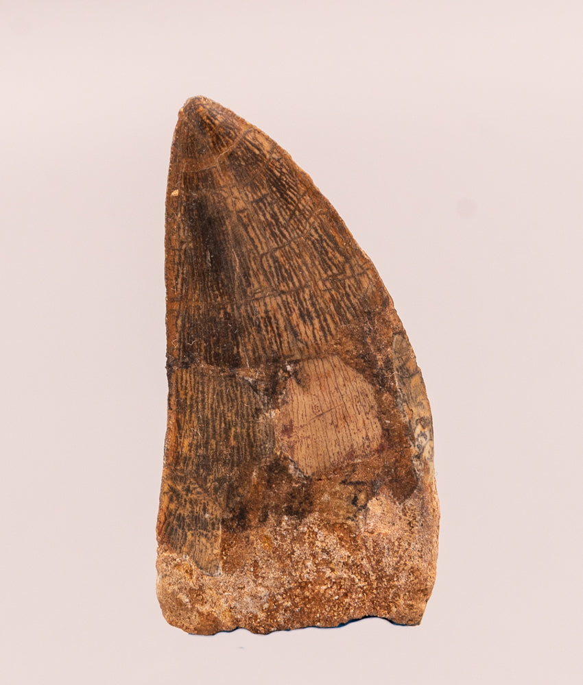 Carcharodontosaurus Tooth  not T. rex. Theropod Dinosaur