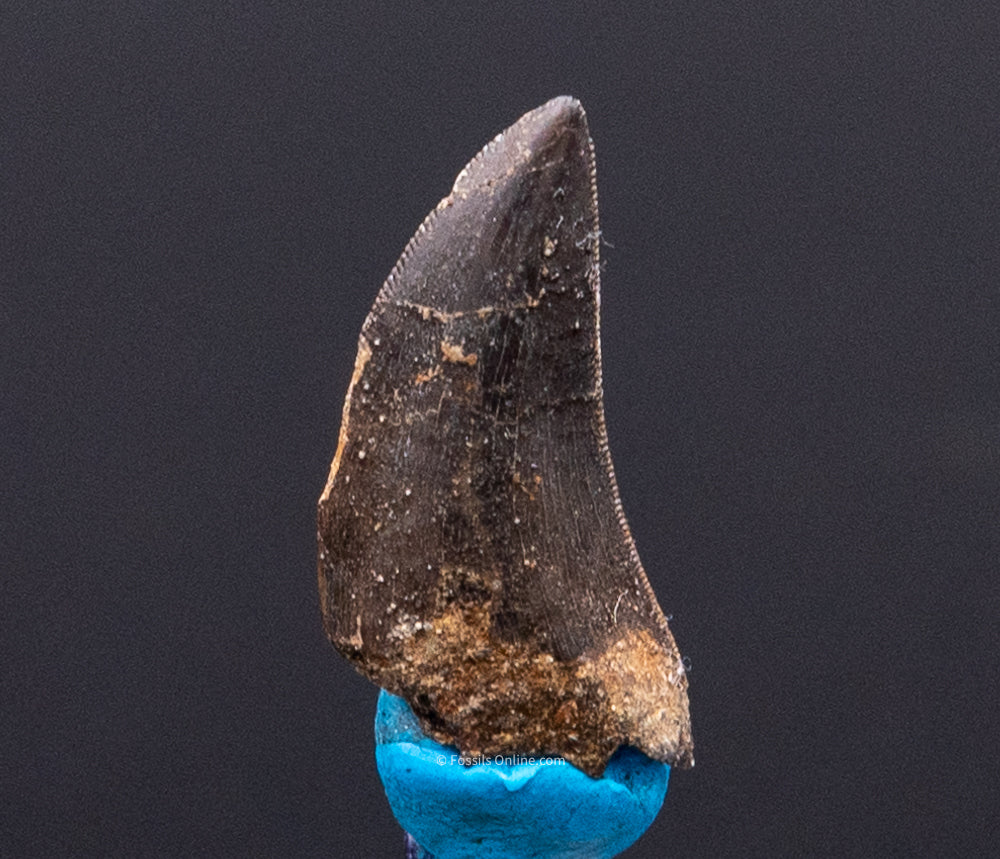 Serrated Nanotyrannus Tooth Cretaceous SD