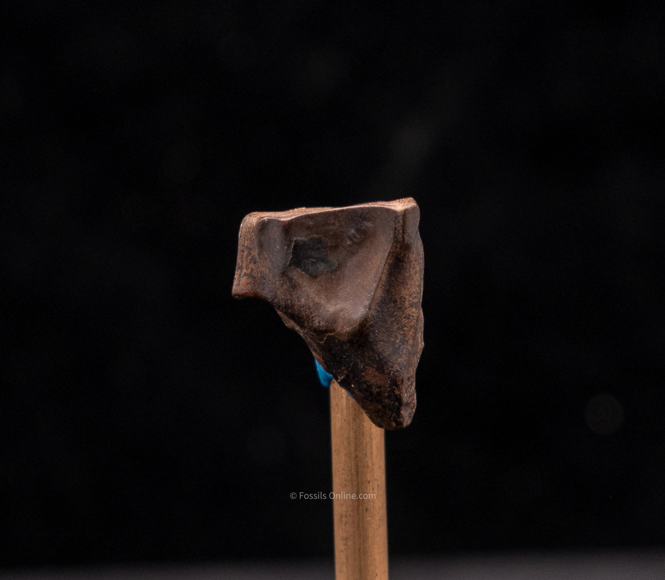 Triceratops Tooth .72”