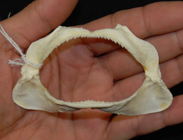 Japanese Topeshark Jaw