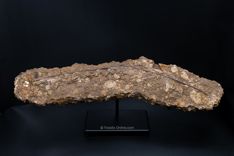 Hadrosaur Tendons in Matrix