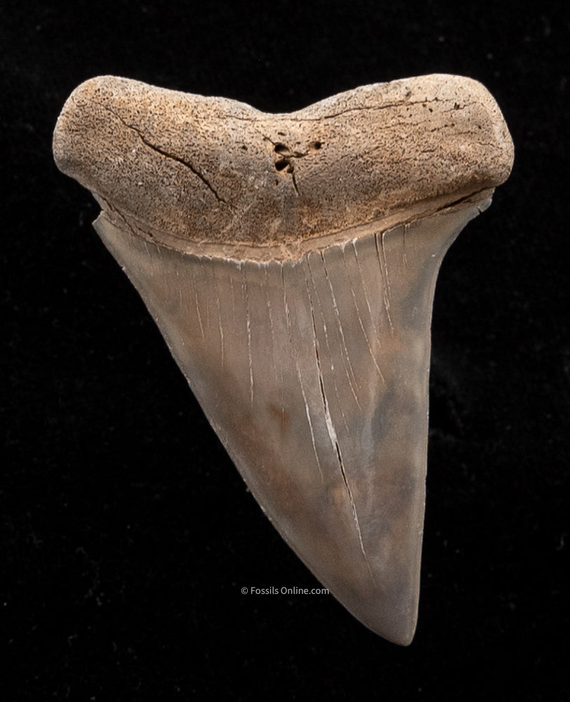 Extinct Fossil Mako Shark Tooth lingual