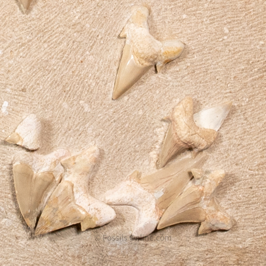 Otodus Cluster in Original Matrix