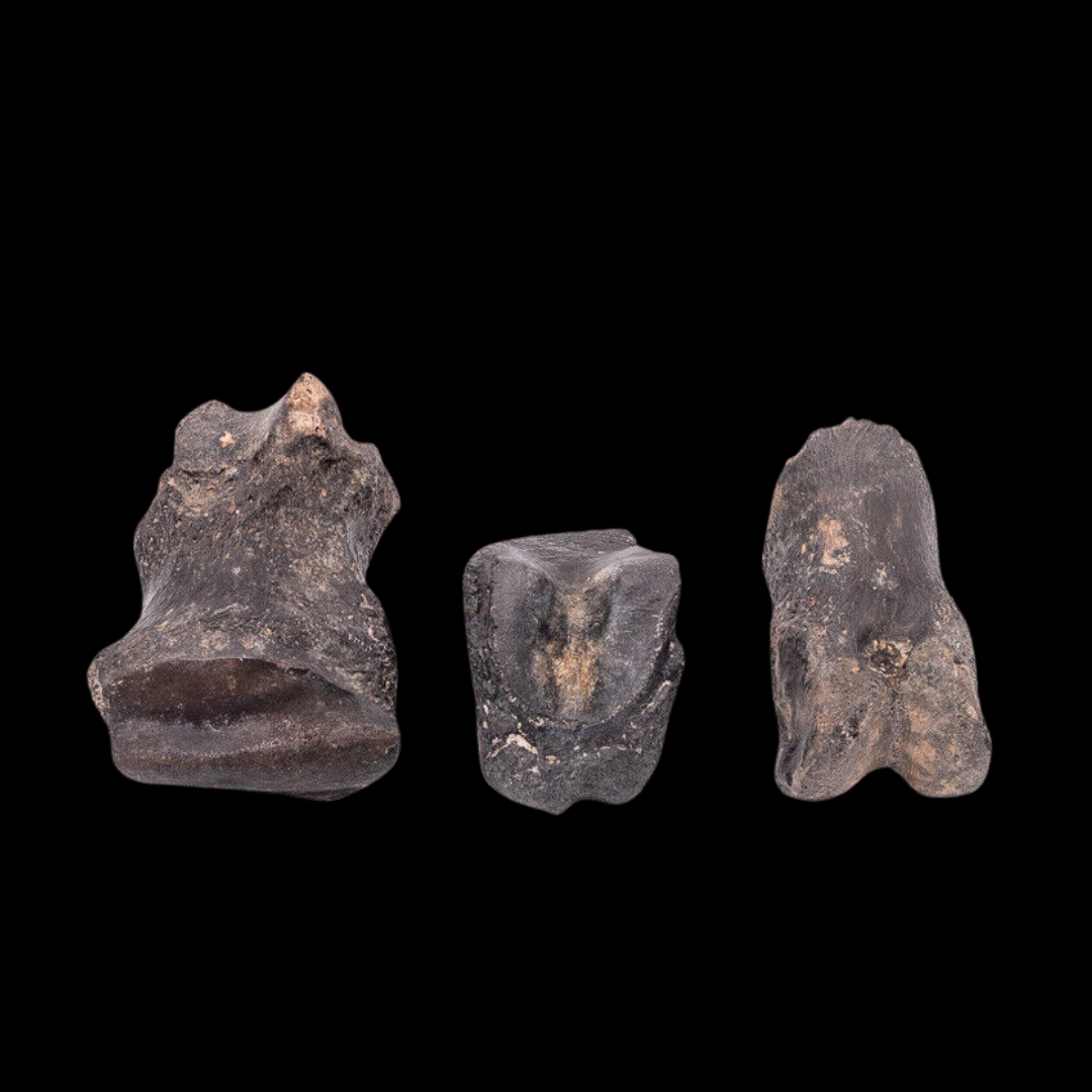 Super Megalonyx Fossil Giant Sloth Toe/Finger Bones Florida Fossils