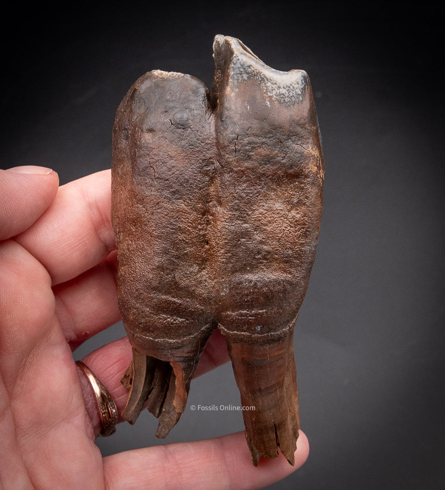 Great Woolly Rhino Tooth w/ Roots