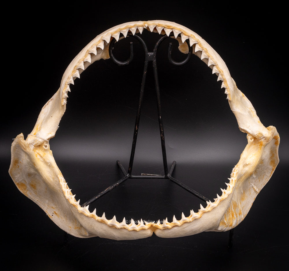 Dusky Shark Jaw w/DATA