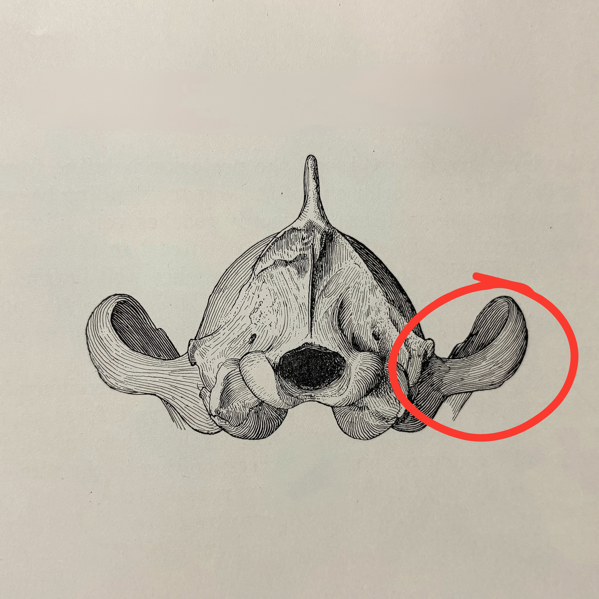 Tar Pit Fossil Dire Wolf Skull Element