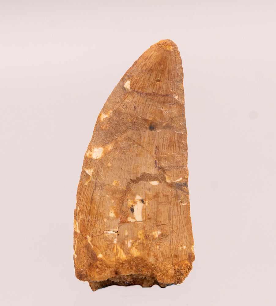 Carcharodontosaurus Tooth  not T. rex. Theropod Dinosaur