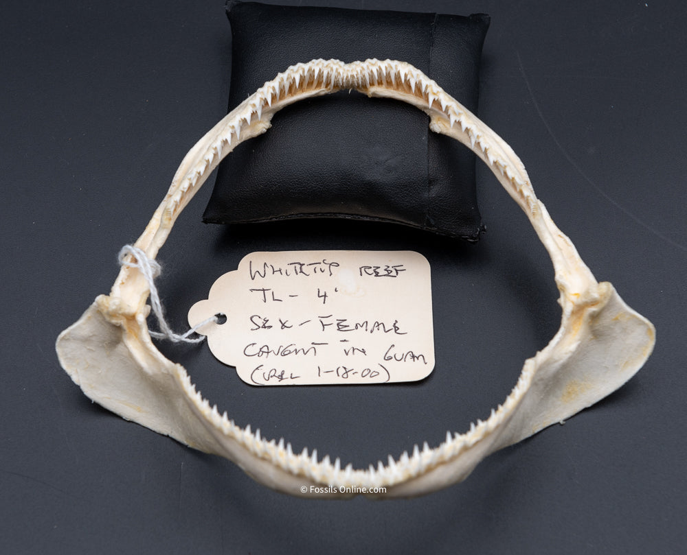 Whitetip Reef Shark Jaw w/ DATA