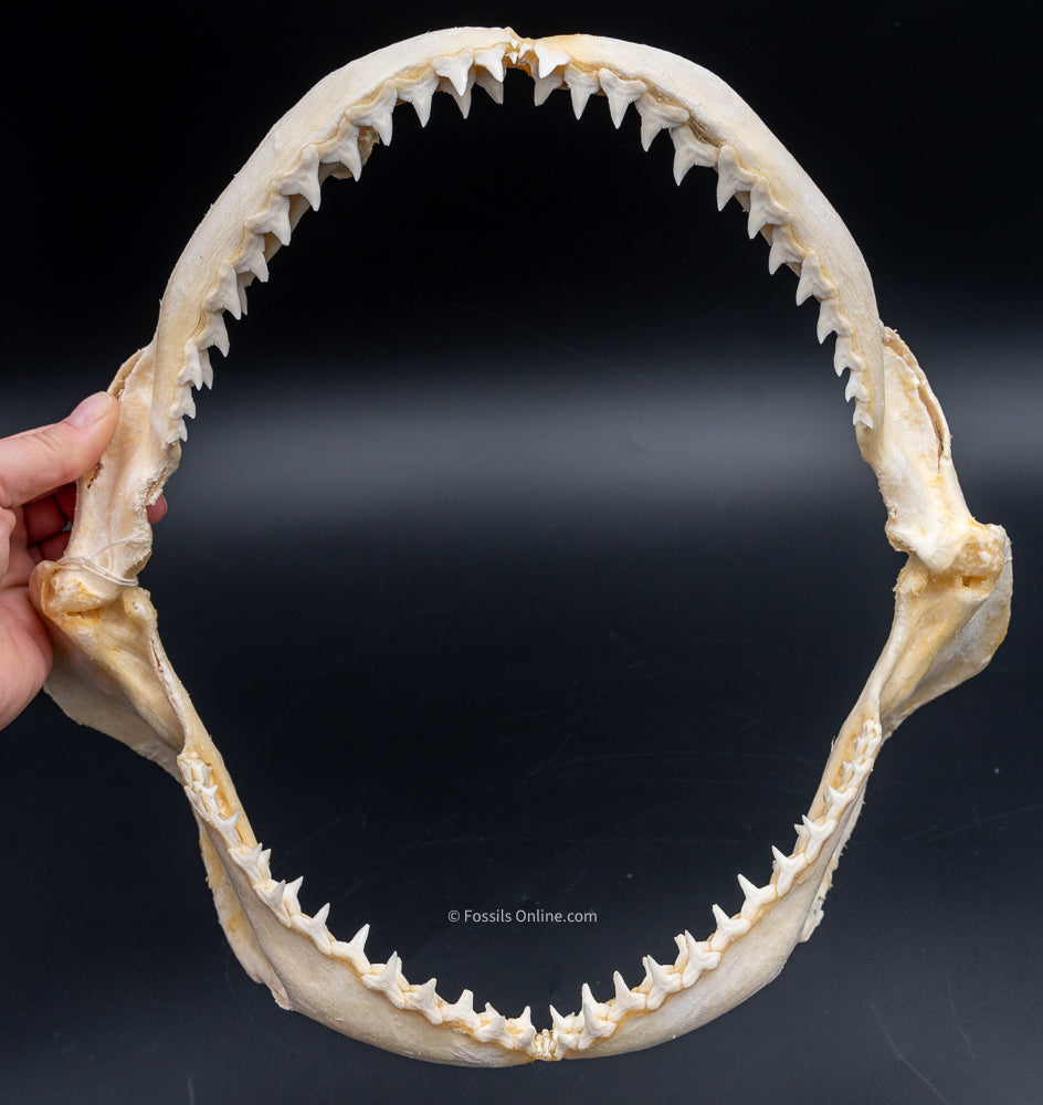 Silvertip Shark jaw