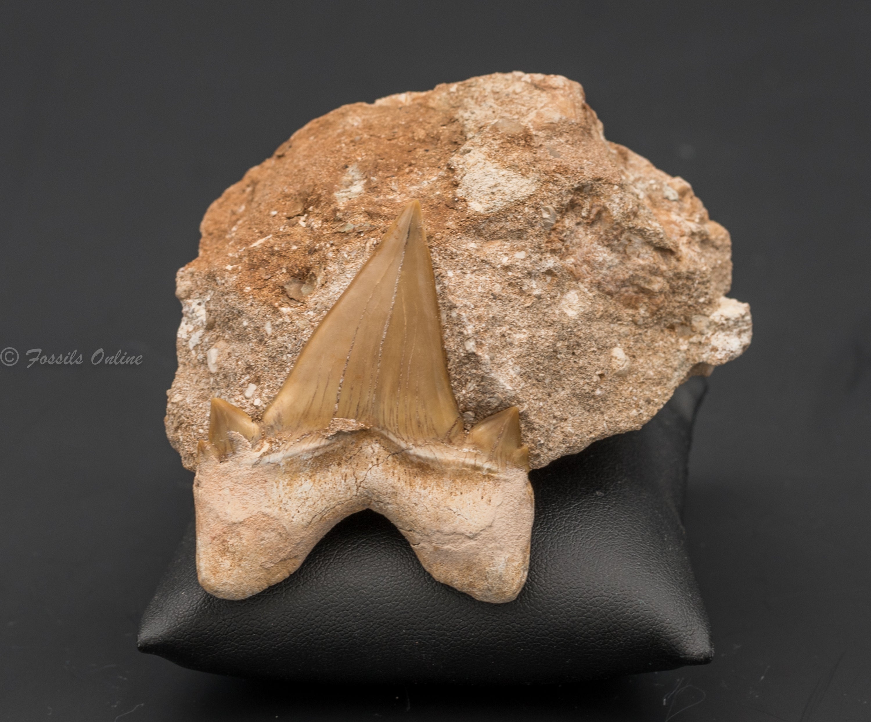 Otodus Shark Tooth in Original Matrix