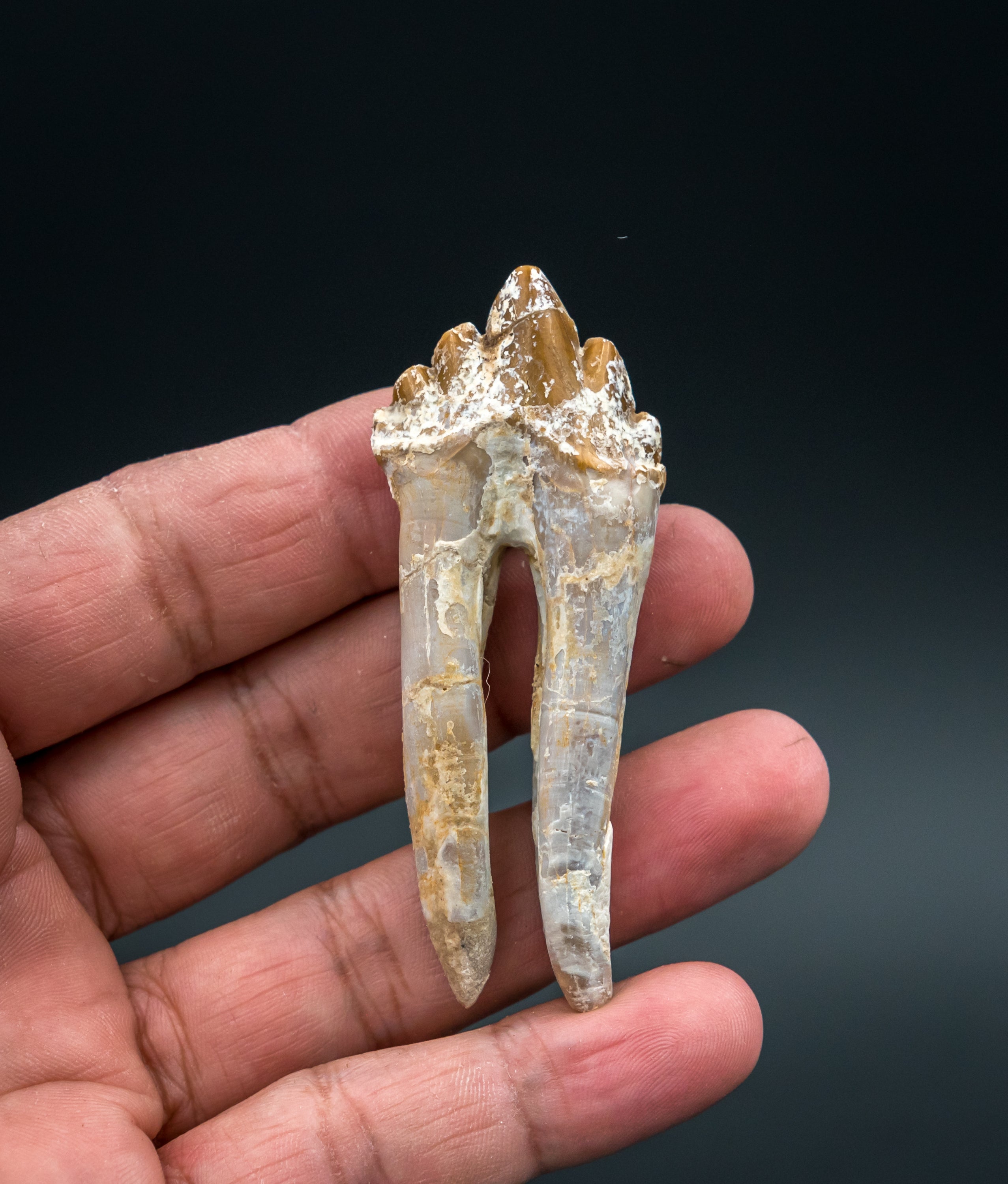 Basilosaurid Fossil Tooth Morocco