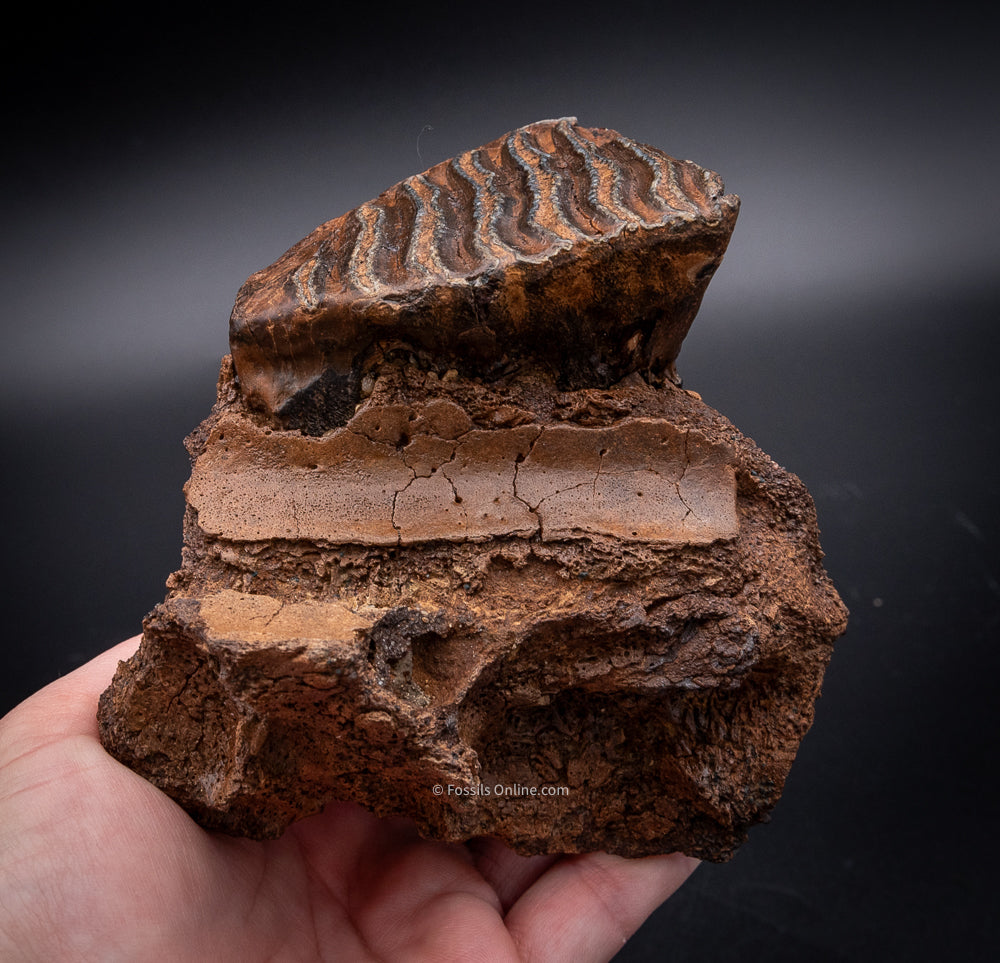 Rooted Juvenile Mammoth Tooth in a Piece of Skull from Siberia