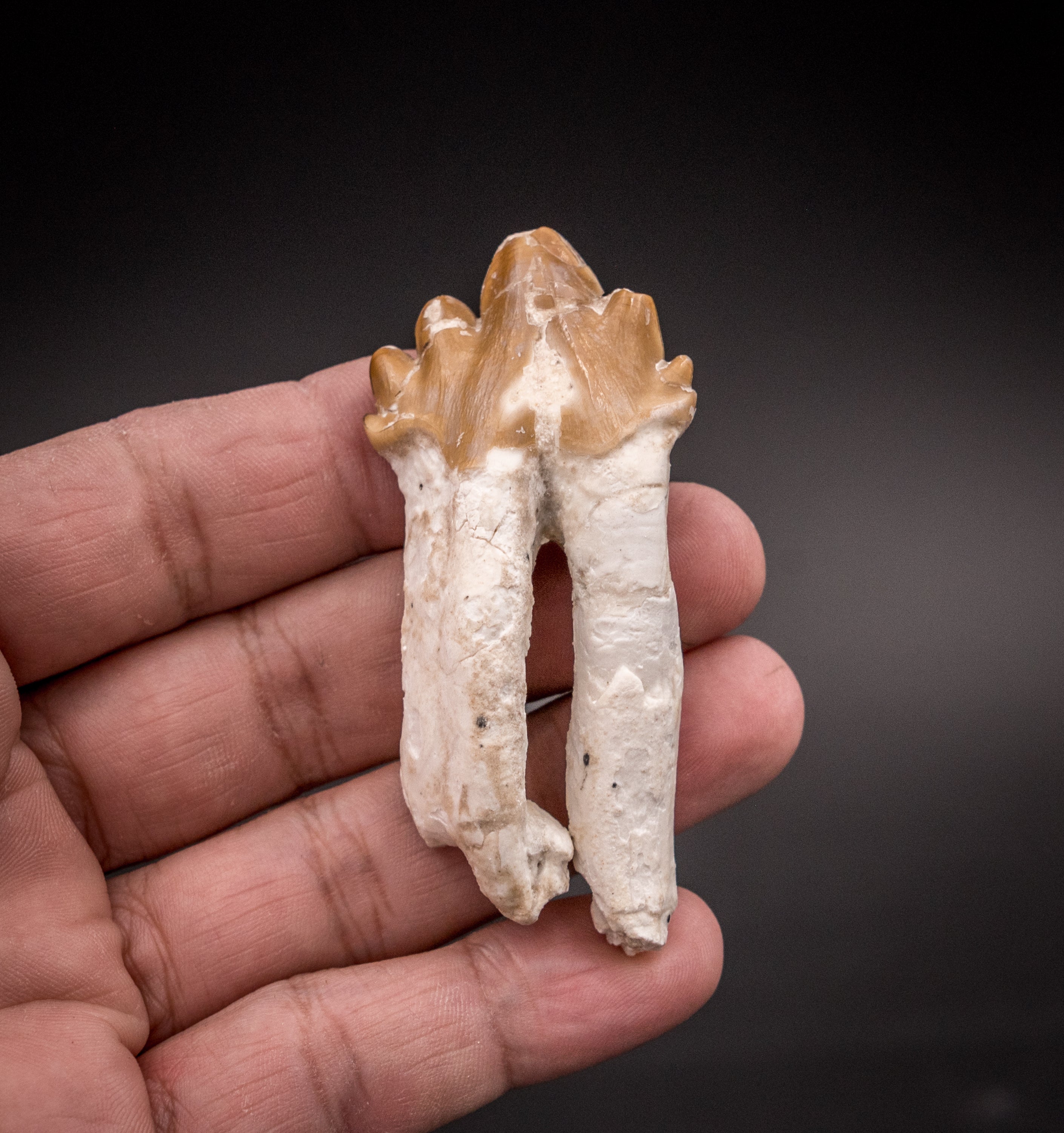 Basilosaurid Fossil Tooth Morocco