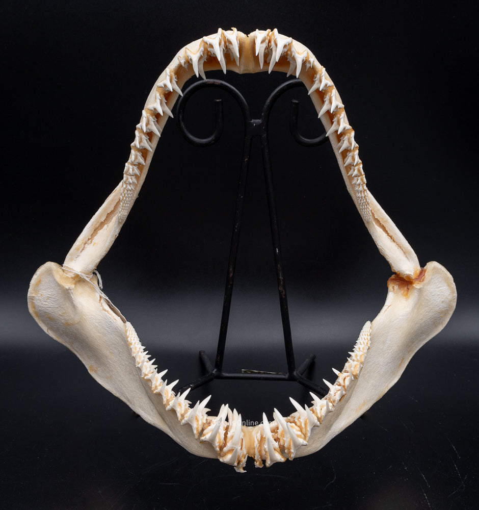 Sandtiger Shark Jaw w/DATA