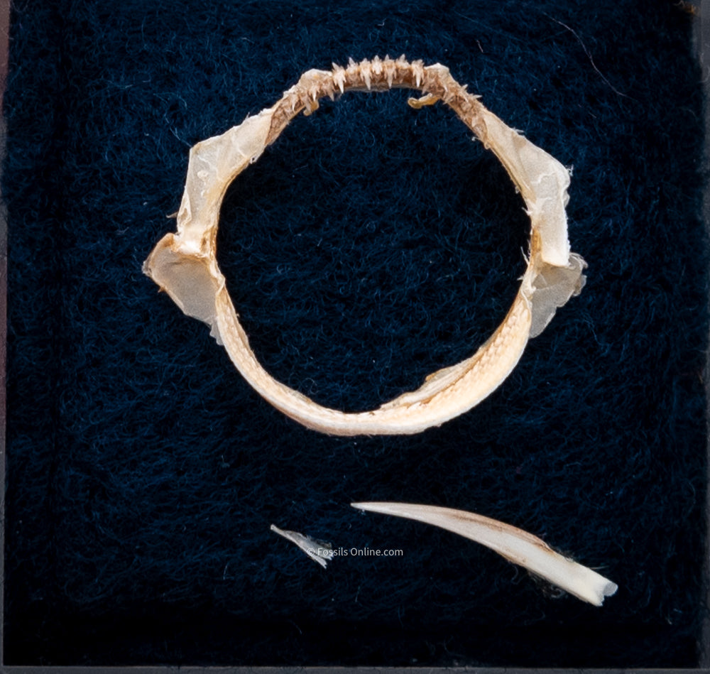 Smooth Lantershark Jaw with Spines and DATA