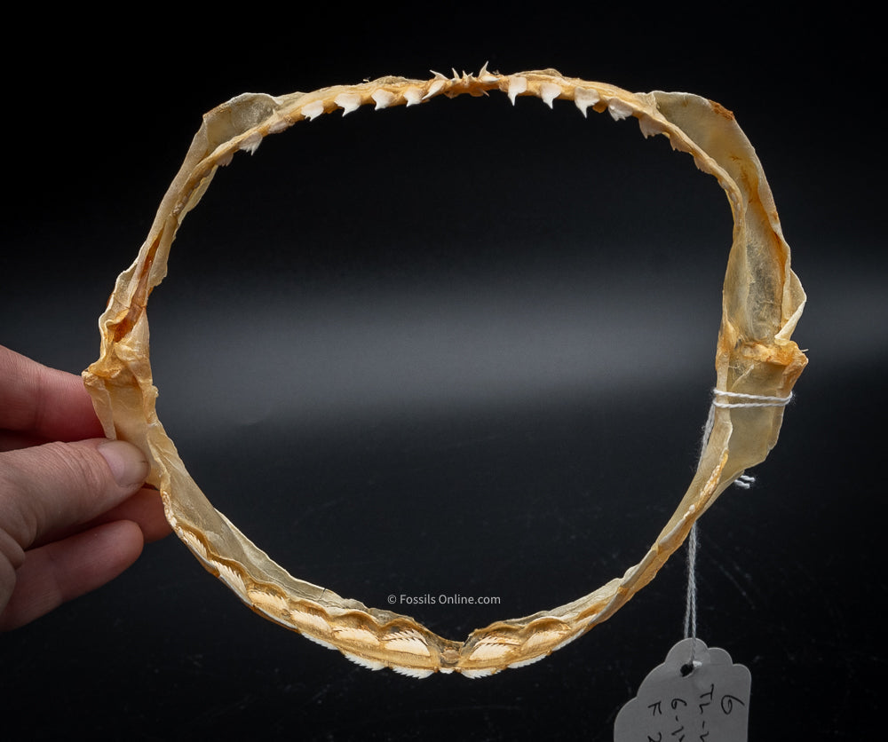 Sixgill Shark Jaw w/DATA