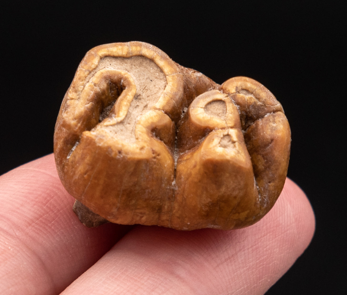 RARE Fossil Dugong Tooth Gainesville Creek