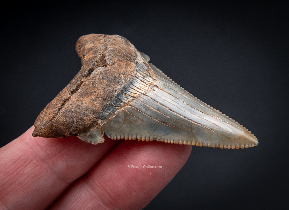 Angustidens Shark Tooth