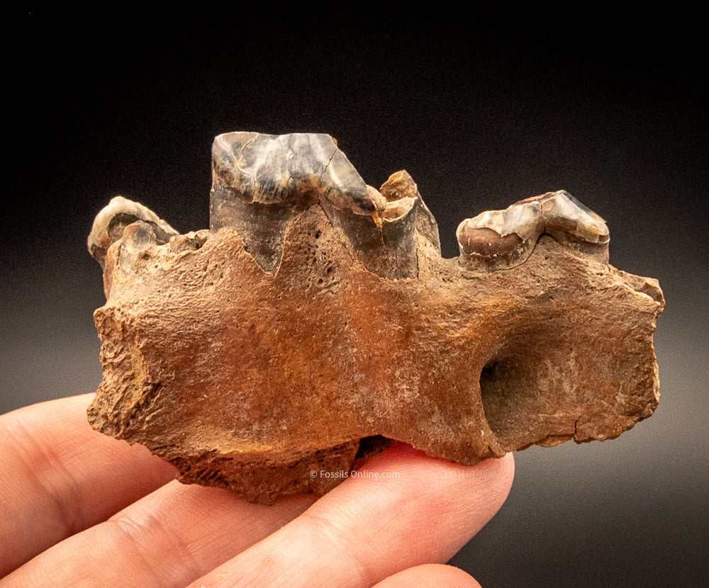 Fossil Wolf Skull w/Teeth Siberia
