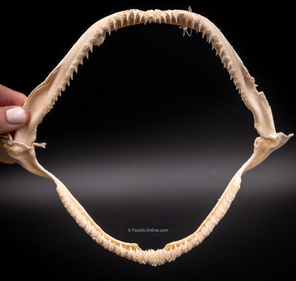 Whitetip Reef Shark Jaw w/DATA