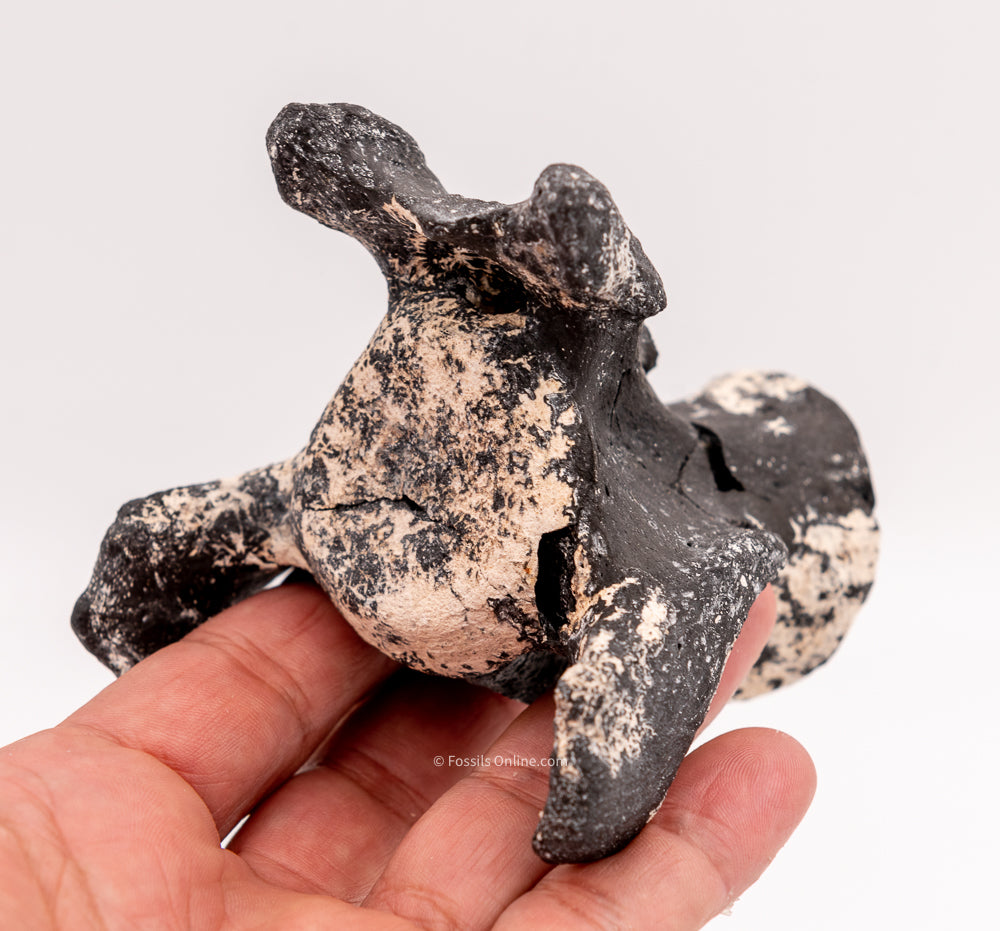 Ultra Rare Fossil Glyptodont Vertebra