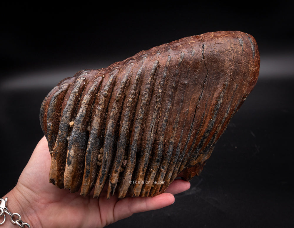 Mammoth Tooth from Siberia