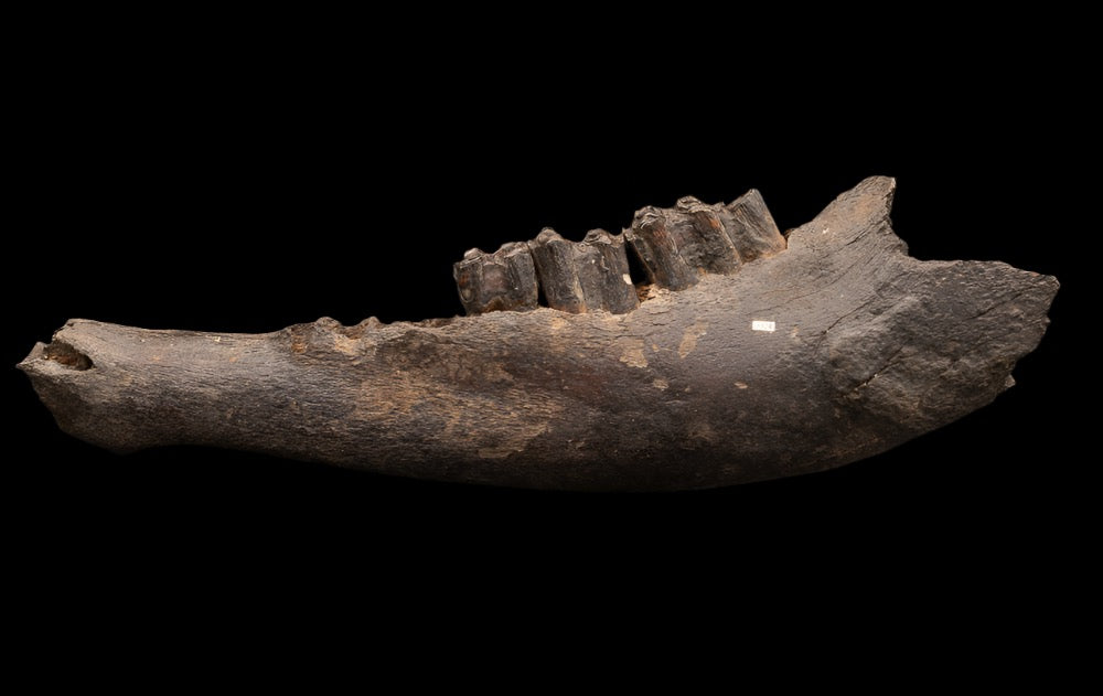Florida Fossil Bison Jaw