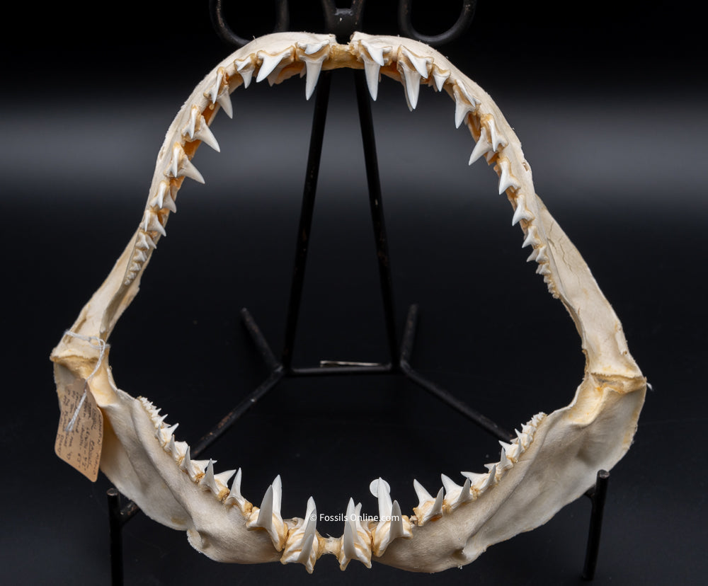 Longfin Mako Shark Jaw w/ DATA