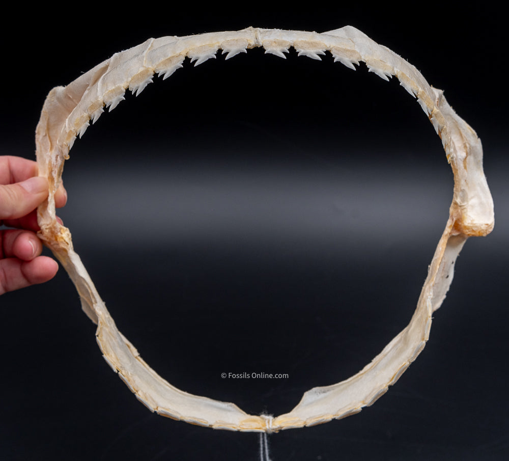 Bramble Shark Jaw