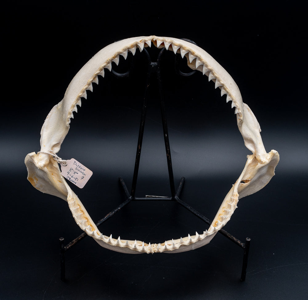 Dusky Shark Jaw w/DATA