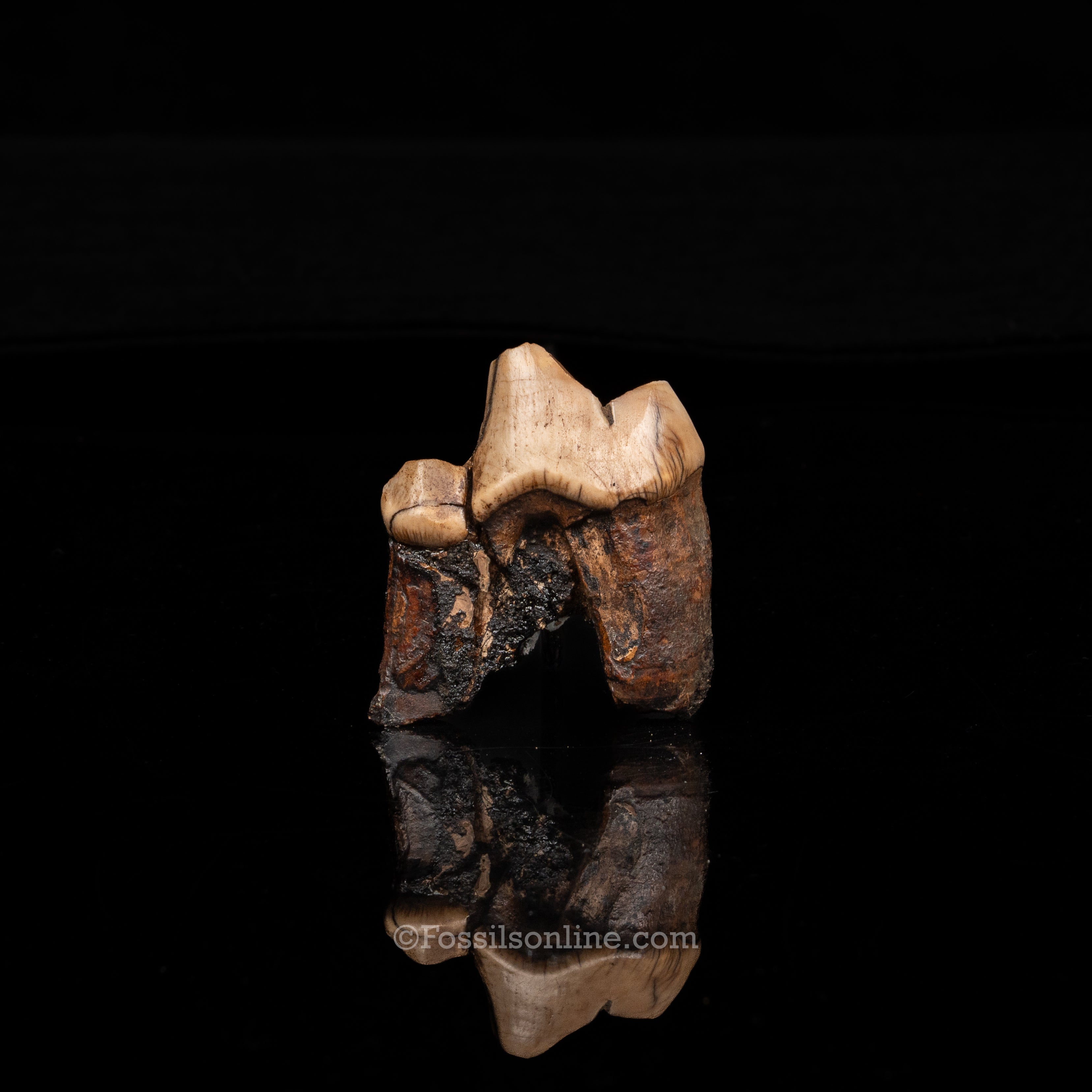 Florida Fossil Dire Wolf carnassial