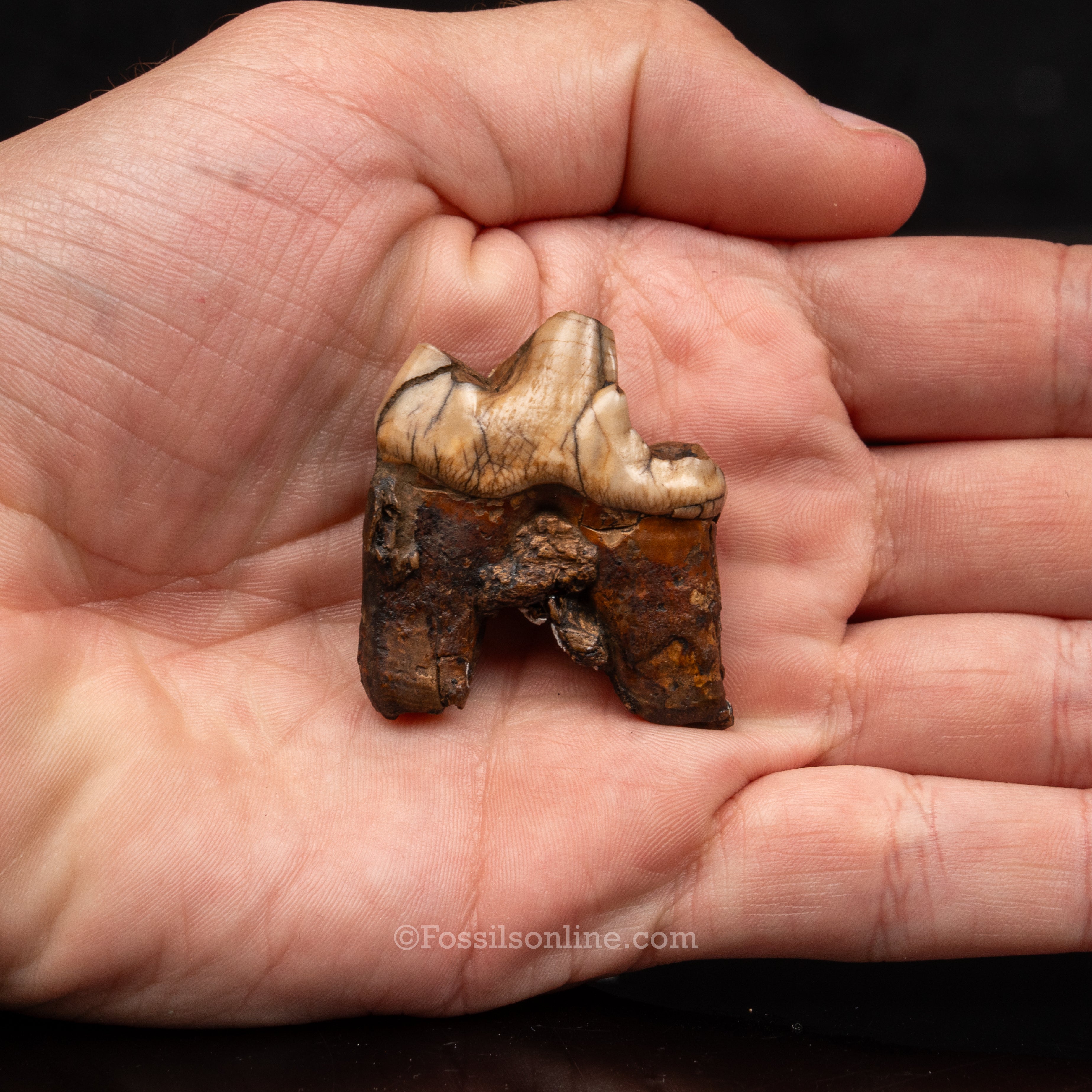 Florida Fossil Dire Wolf carnassial
