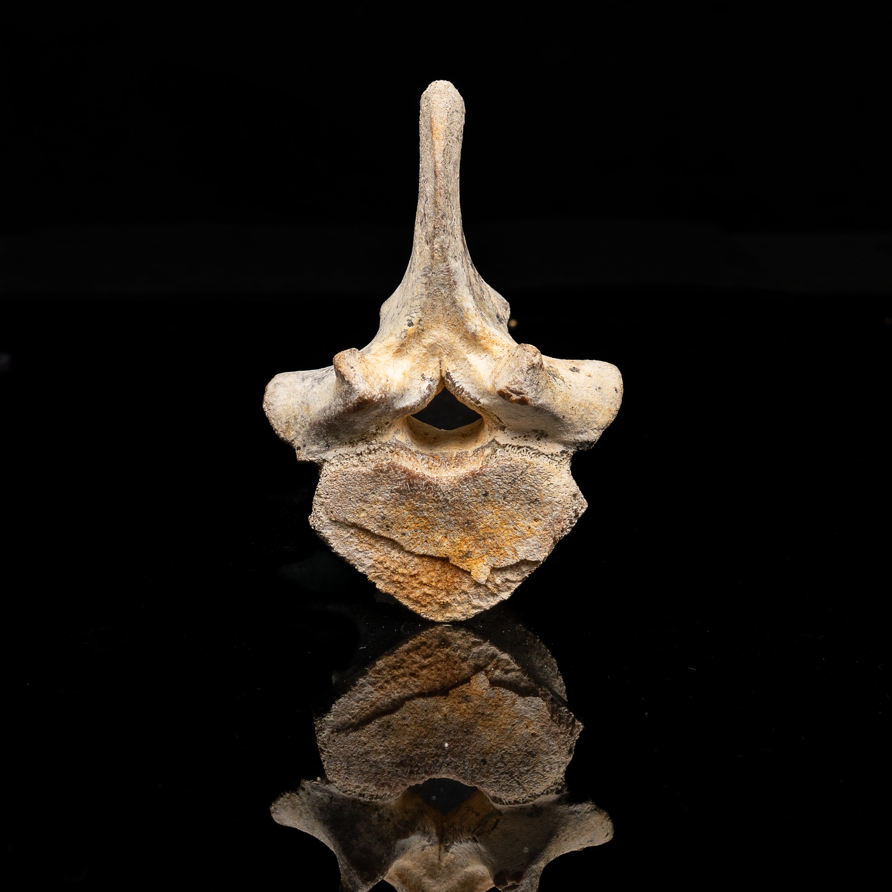 Fossil Dugong Vertebra