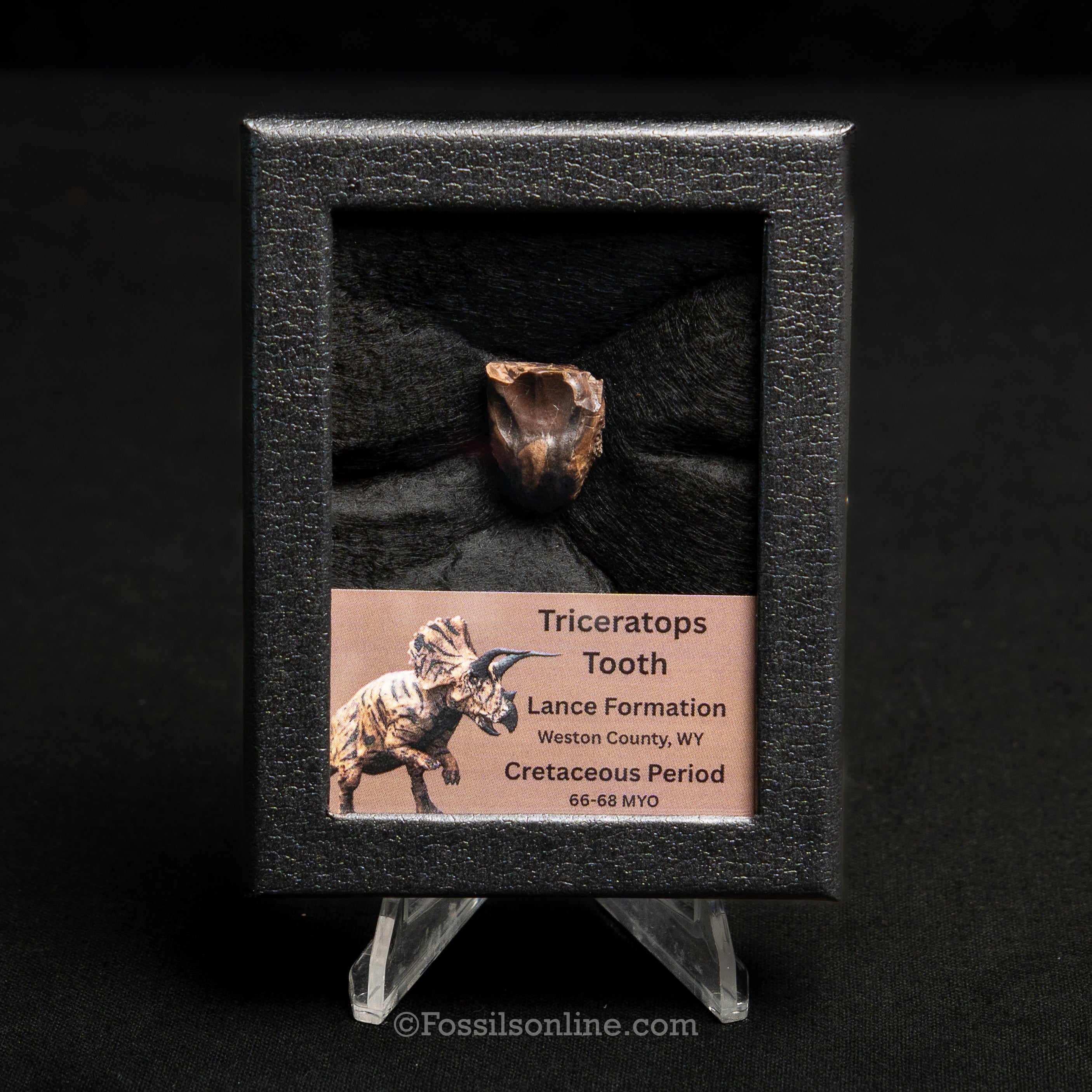 LG Triceratops Tooth in Case Lance FM