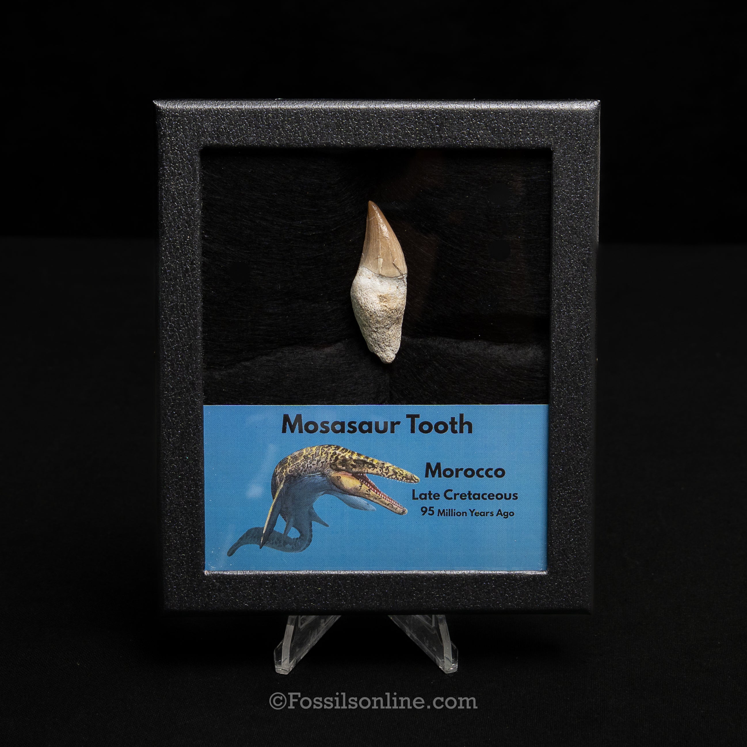 Rooted Mosasaurus Tooth