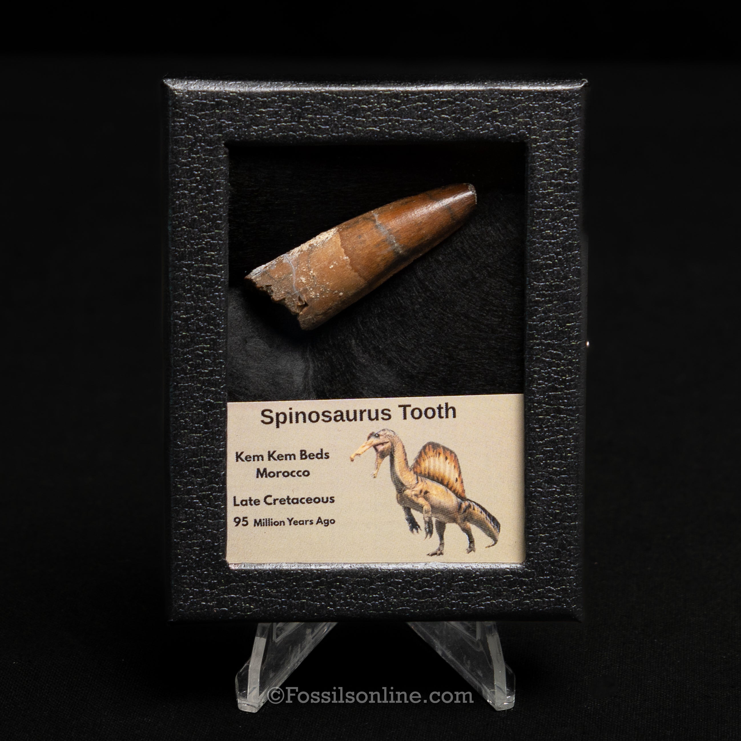 Spinosaurus Dinosaur Tooth Sm Case