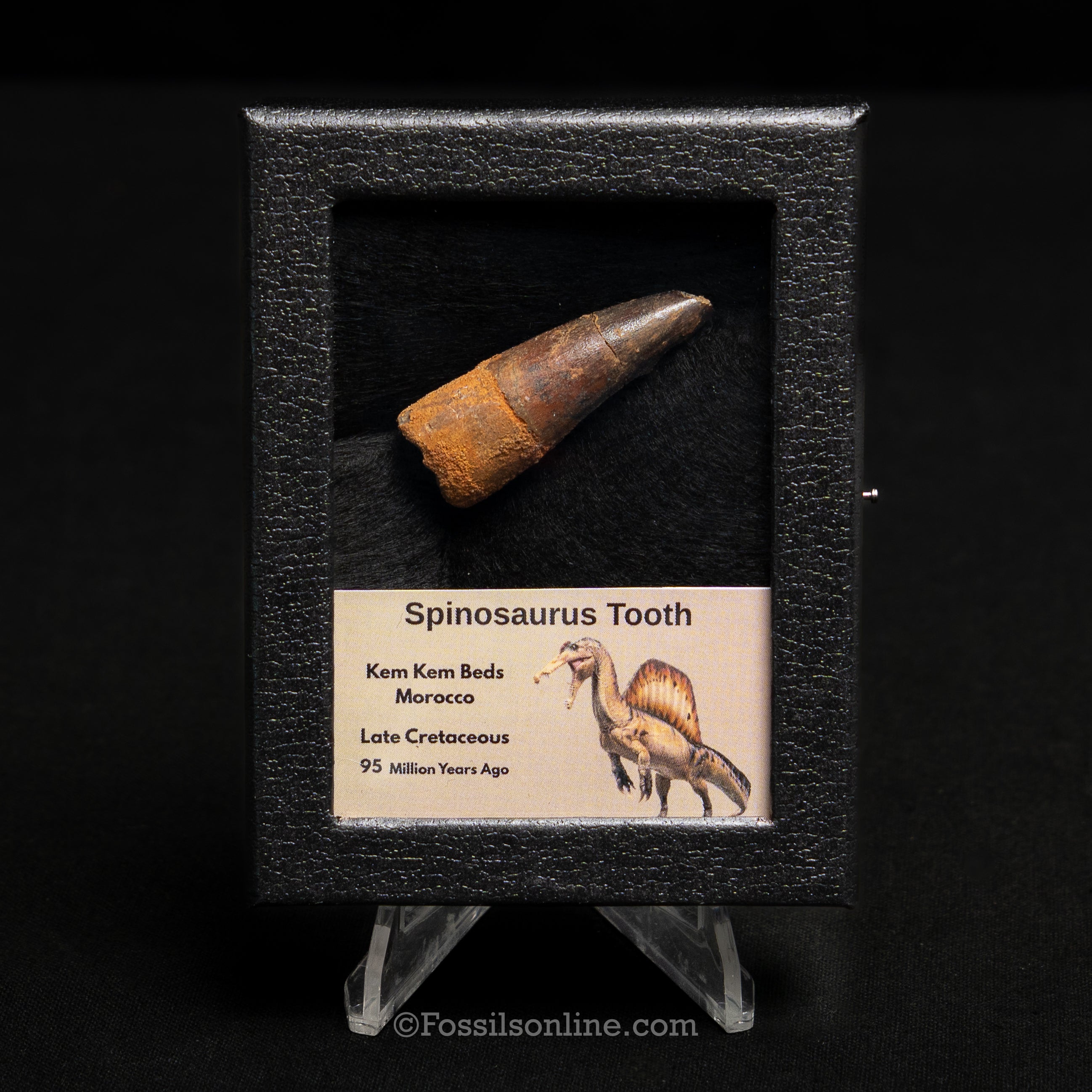 Spinosaurus Dinosaur Tooth Sm Case