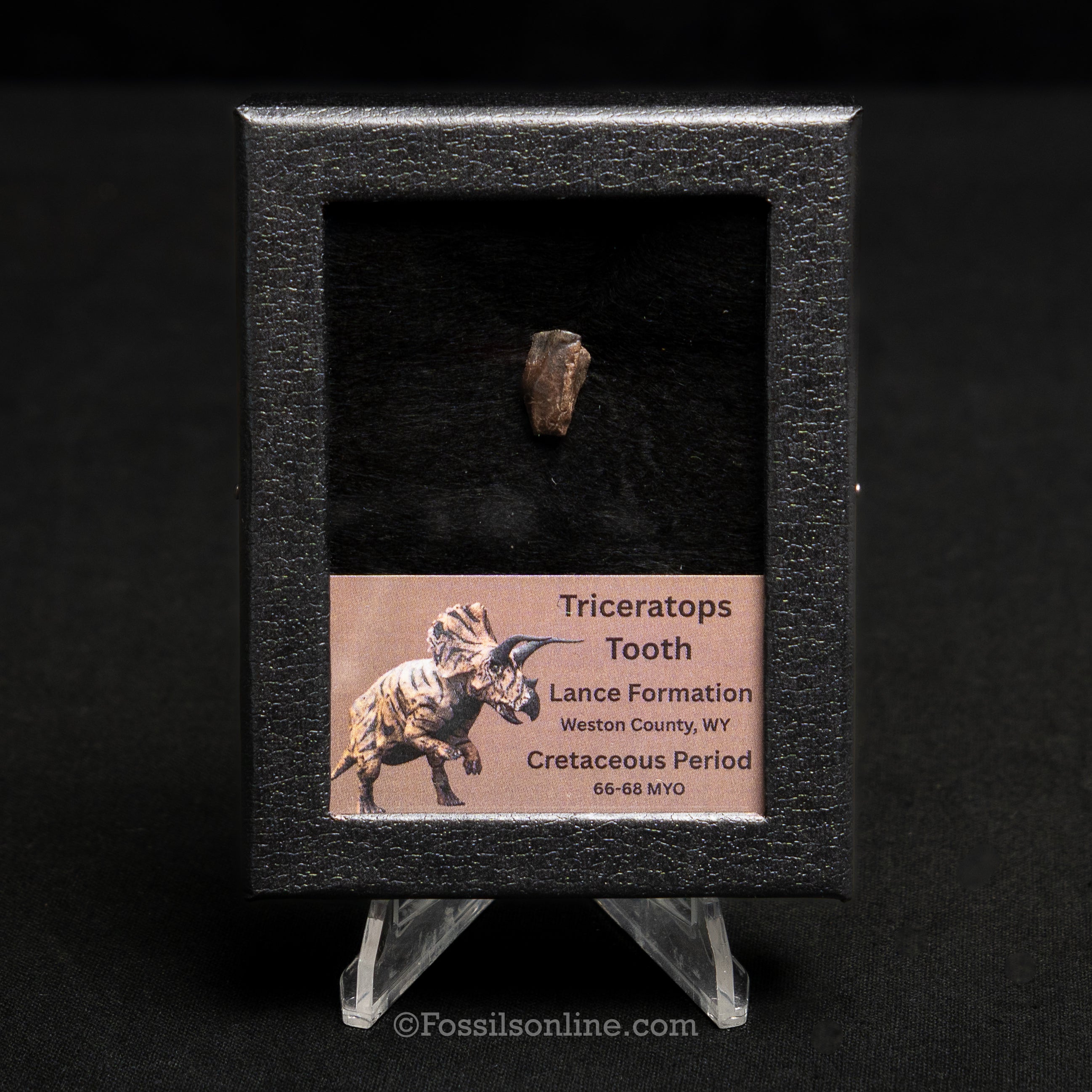 Triceratops Tooth Sm Case Lance FM