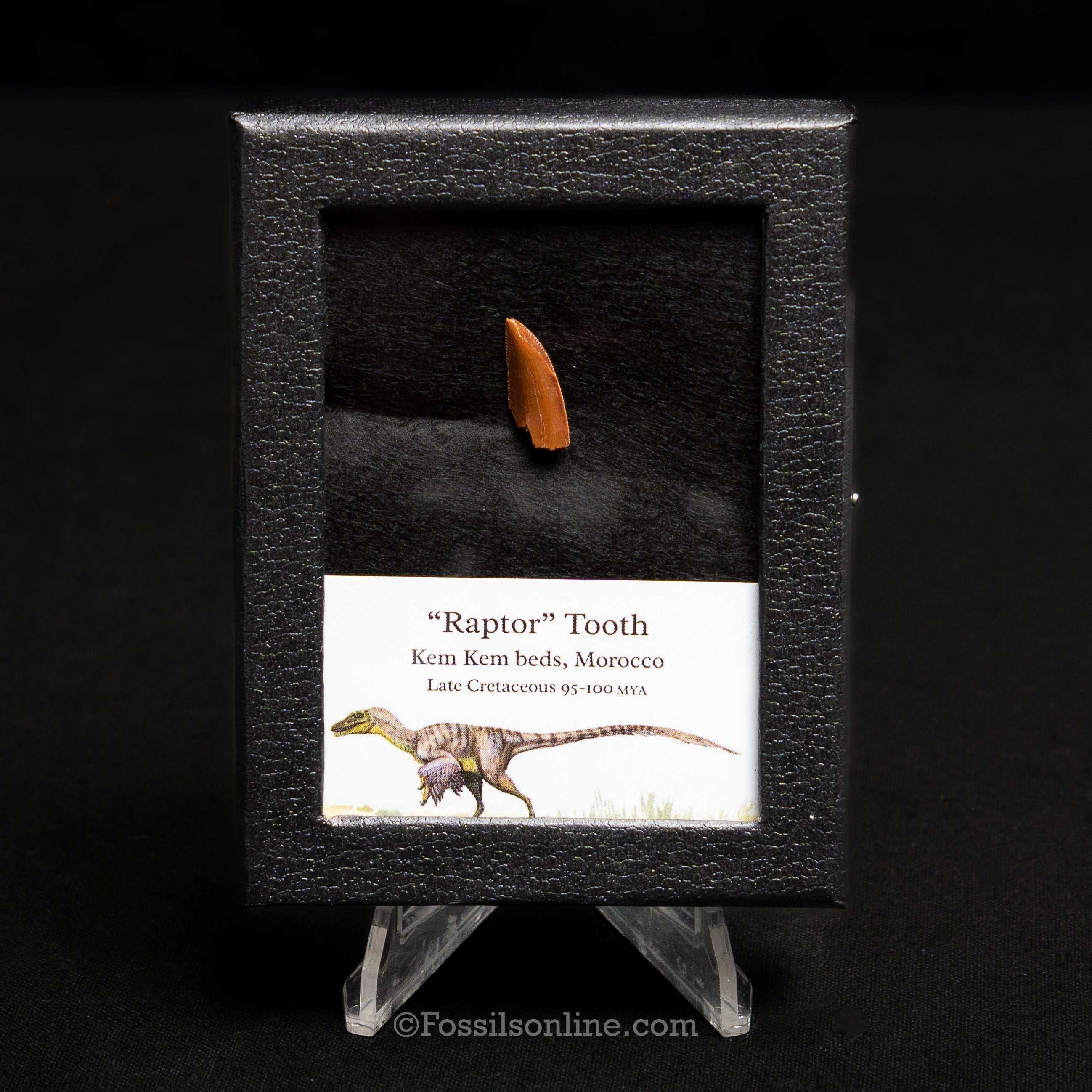 Theropod Dinosaur Tooth "Raptor" in a sm display case
