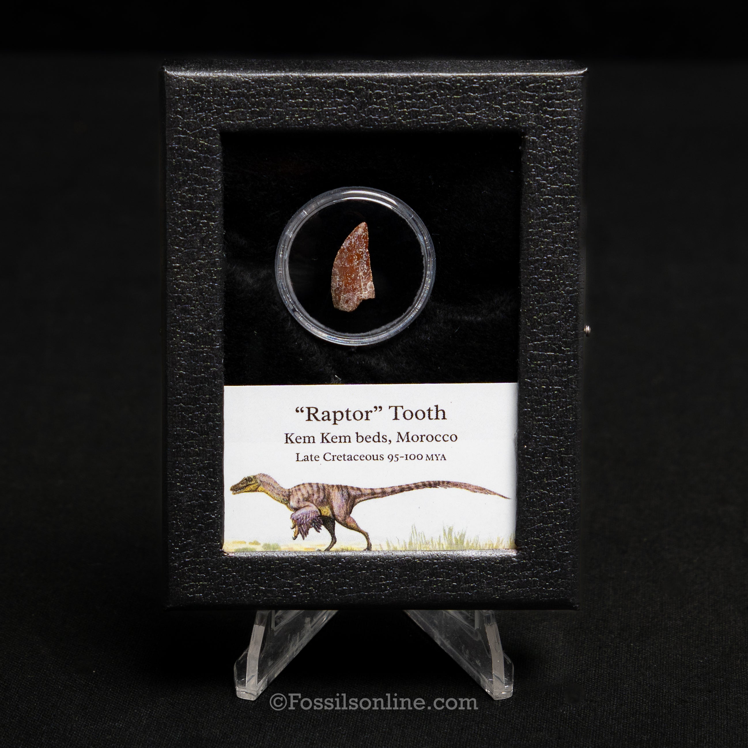Theropod Dinosaur Tooth "Raptor" in a sm display case