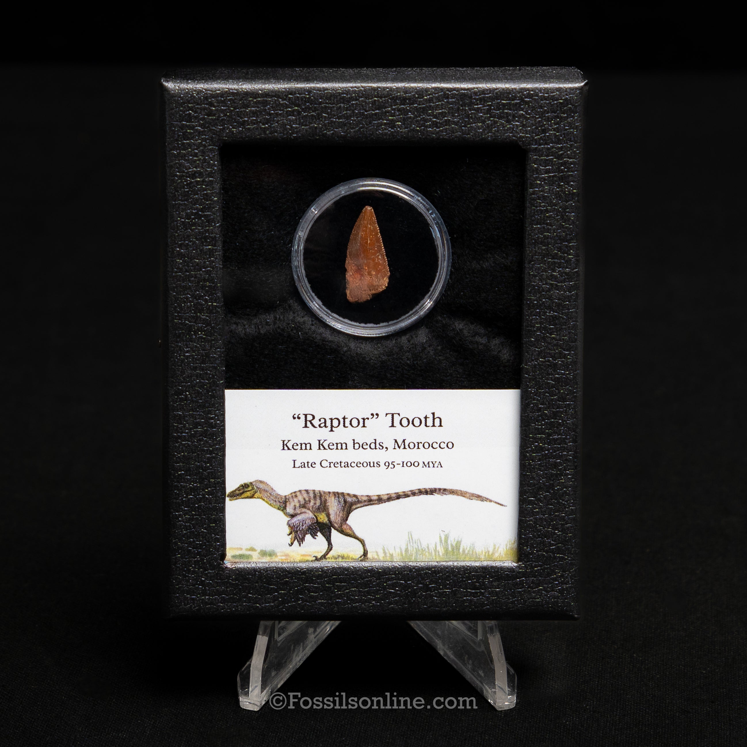 Theropod Dinosaur Tooth "Raptor" in a sm display case
