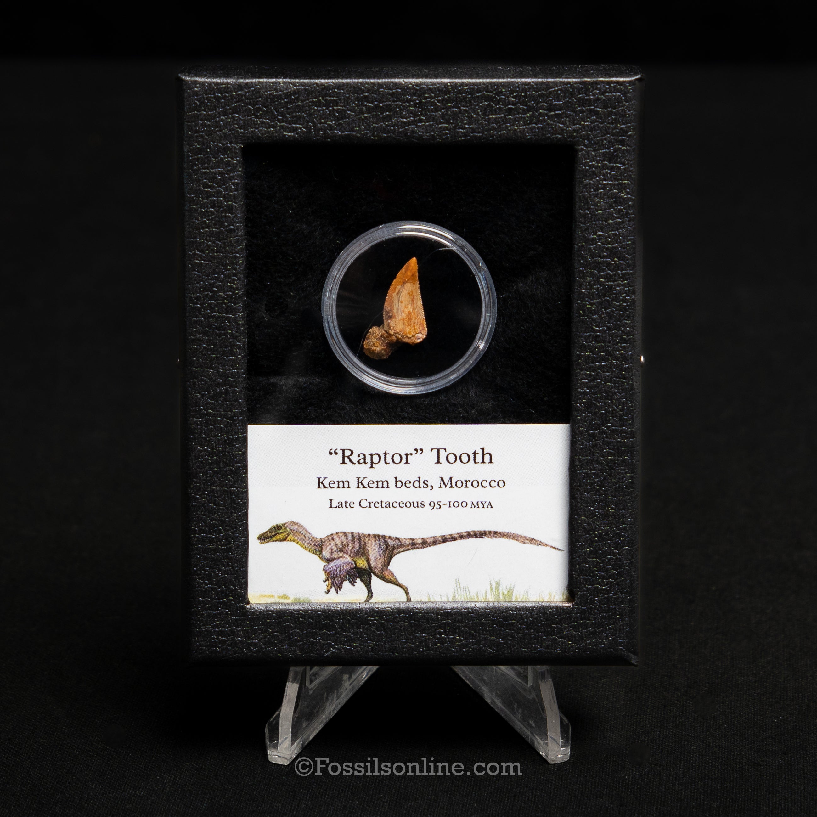 Theropod Dinosaur Tooth "Raptor" in a sm display case