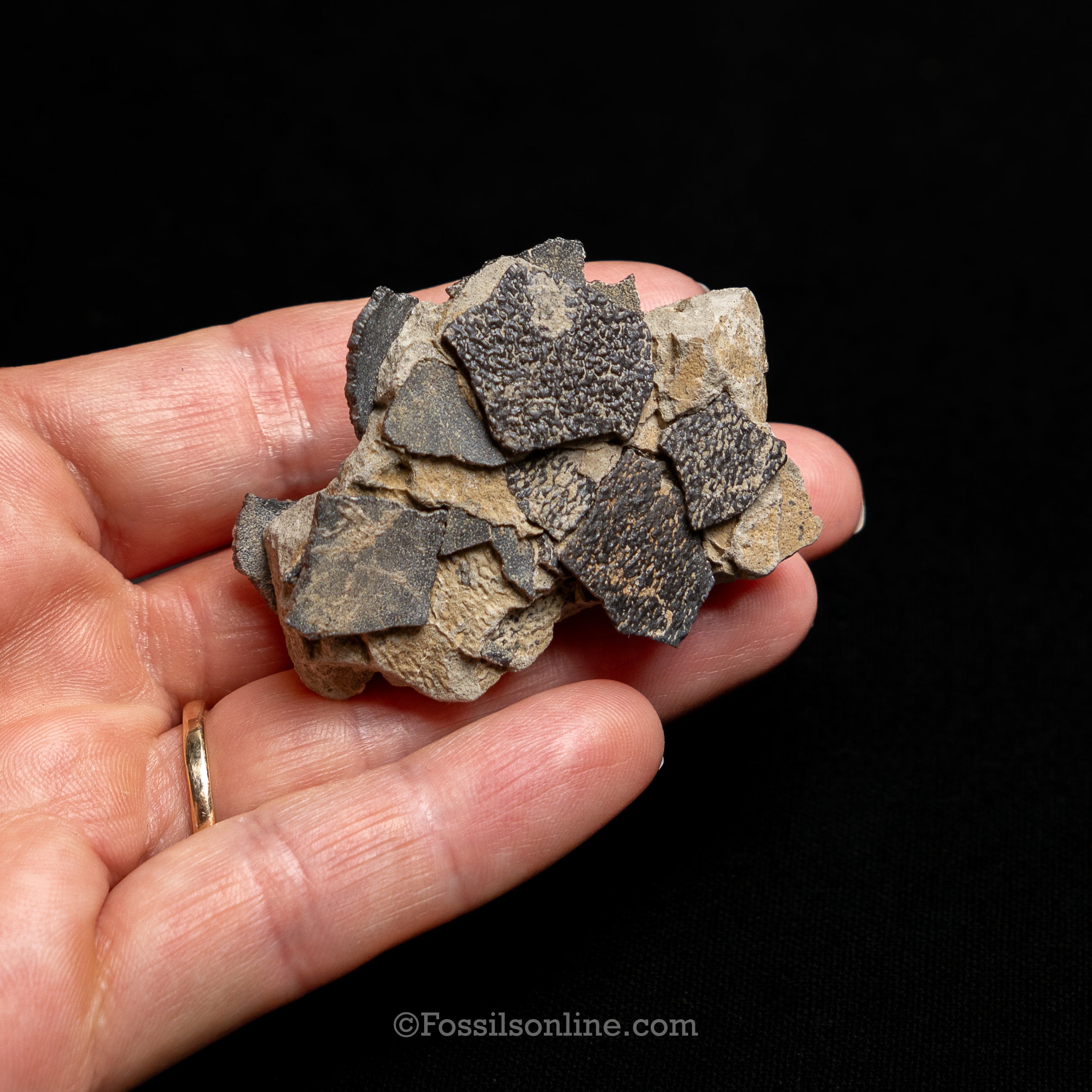 Maiasaura Dinosaur Eggshell cluster in matrix