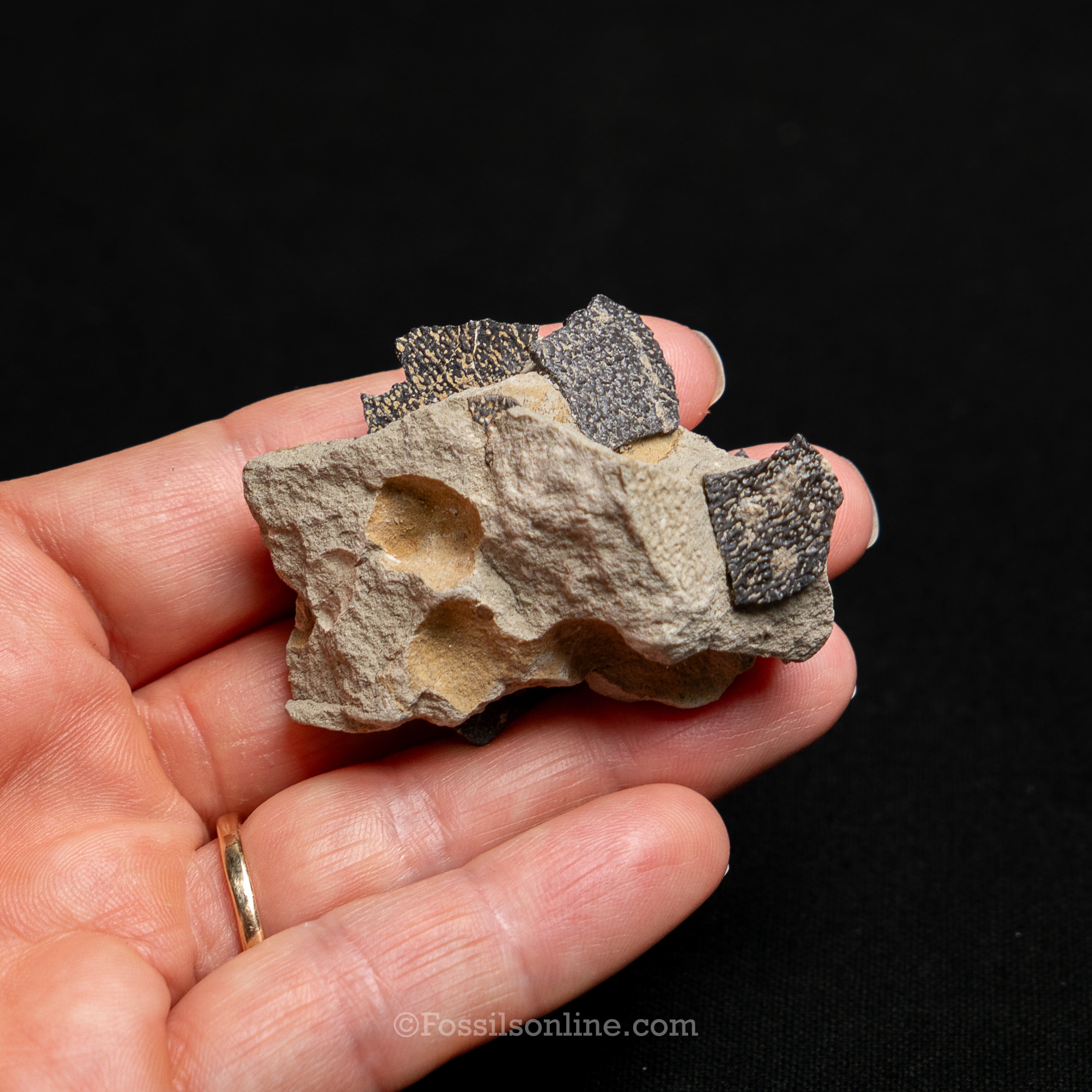 Maiasaura Dinosaur Eggshell cluster in matrix