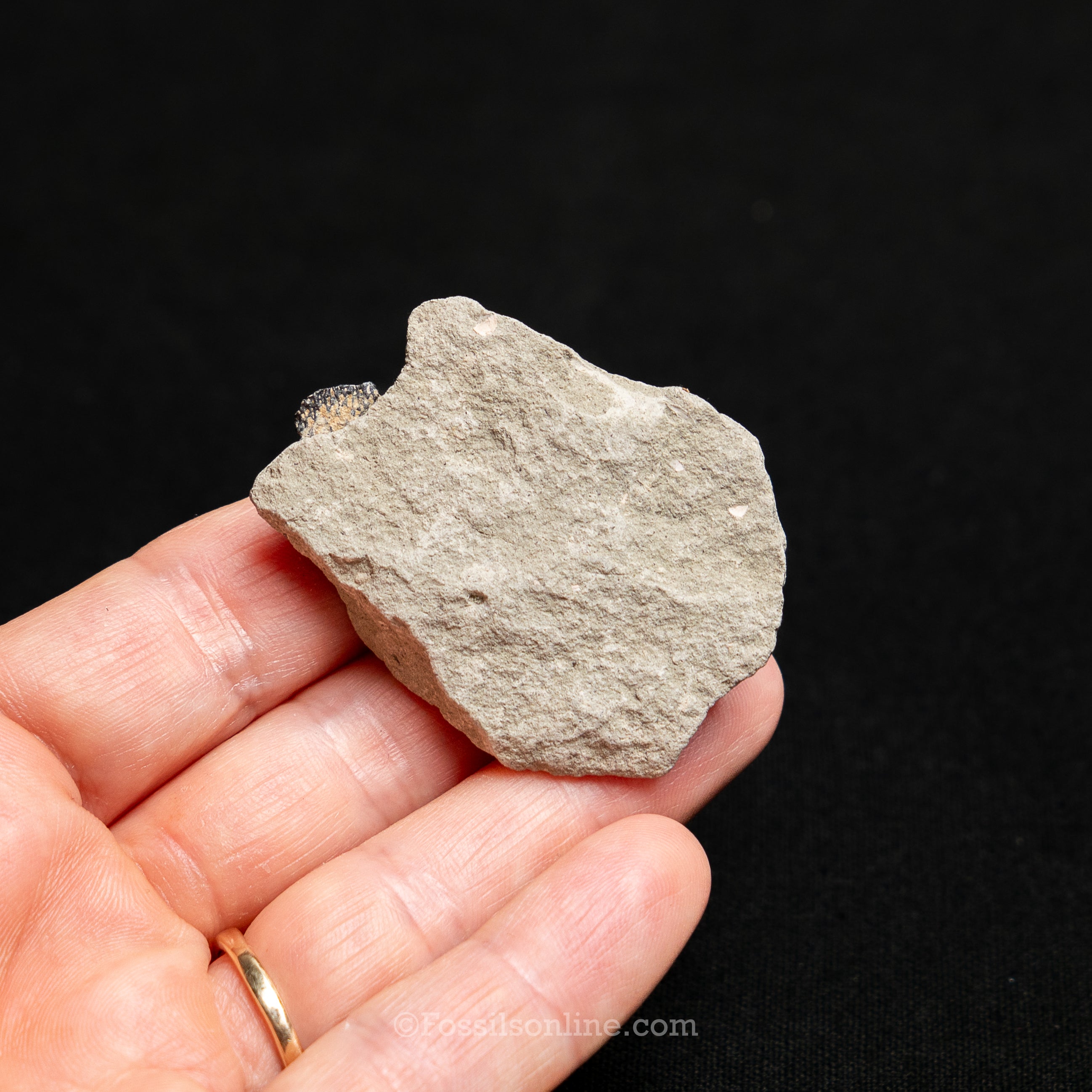 Maiasaura Dinosaur Eggshells in matrix