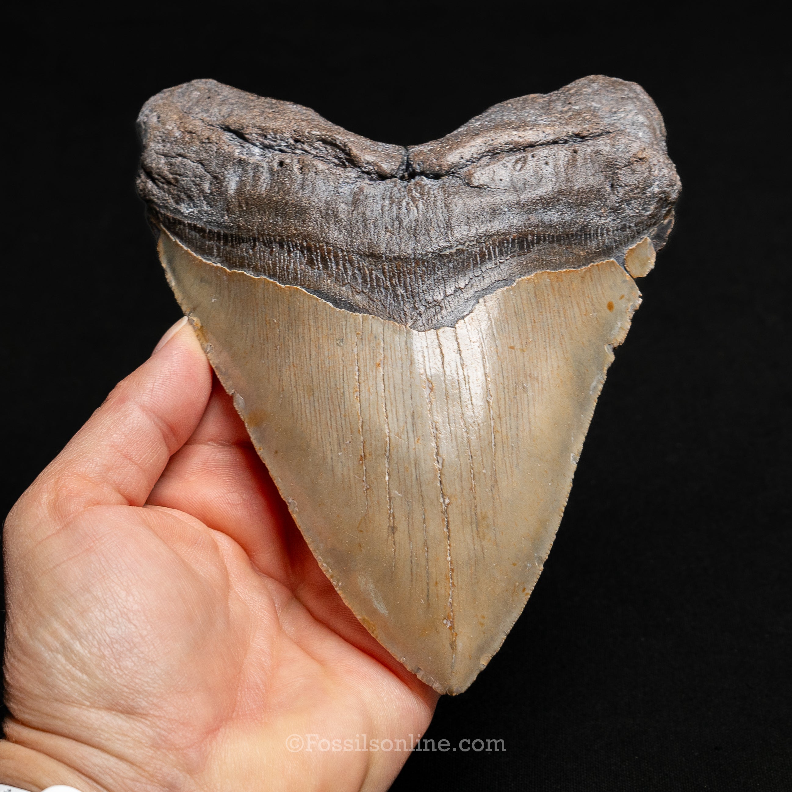 North Carolina Megalodon 6.01"