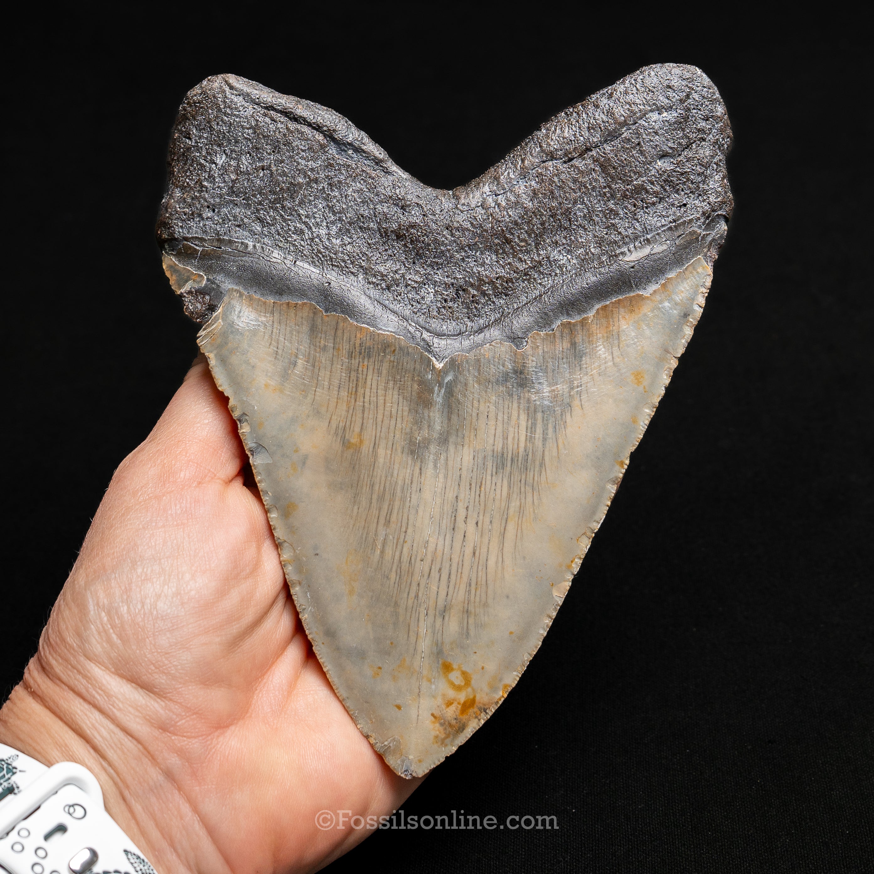 North Carolina Megalodon 6.01"